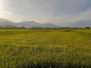 歸田園居